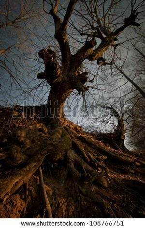 old dark tree with twisted roots and branches at sunset