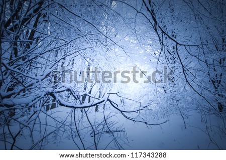 dark winter in a forest