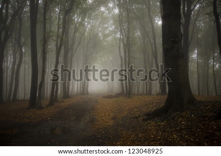 fog in a dark forest