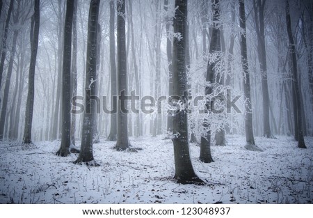 cold weather in forest in winter