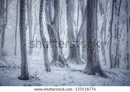 frozen trees in forest win winter