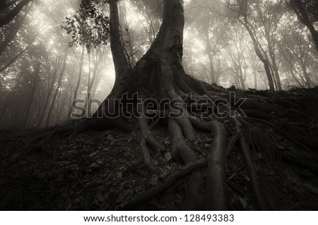 spooky tree with roots in dark forest at night
