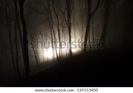 strange light in a dark forest at night