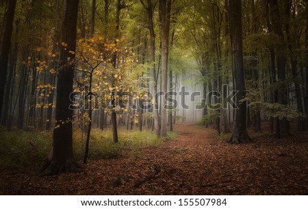 dark path in forest in autumn after rain
