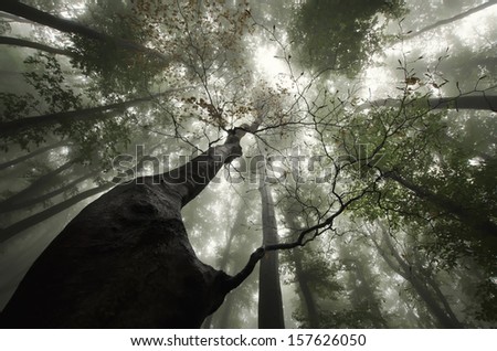 twisted tree in a forest with fog