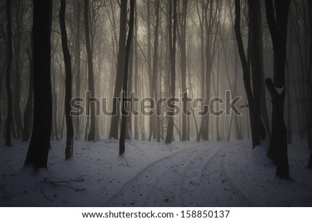 dark misty forest with road in winter