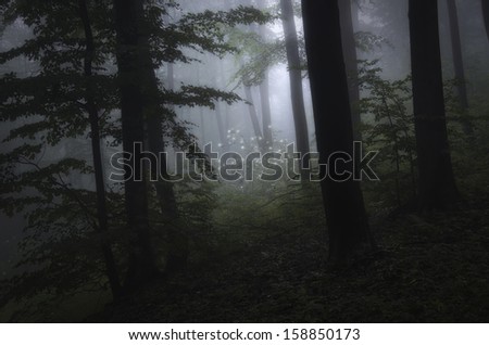 dark fantasy forest with flowers through fog