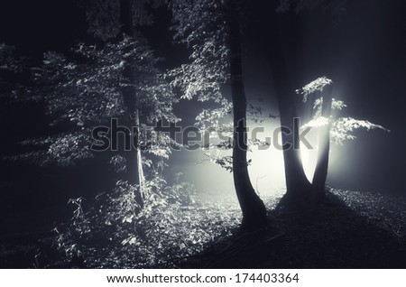 light in dark forest at night