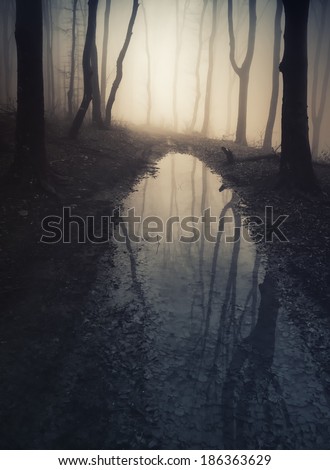 dark forest reflecting in lake water