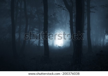 light in a dark forest at night