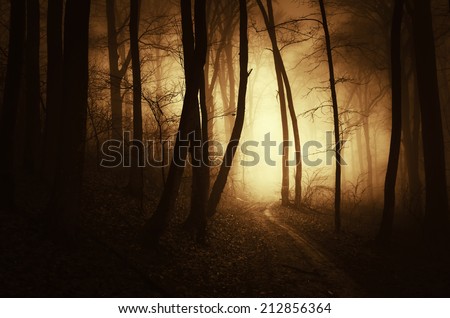 golden light in dark forest in autumn