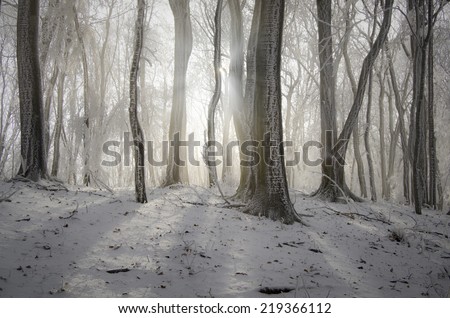 sun shining in misty forest in winter