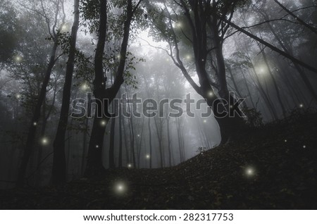 mysterious magical lights sparkling in fantasy forest at night