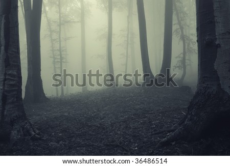 slender man forest fog. photo : Fog in dark forest