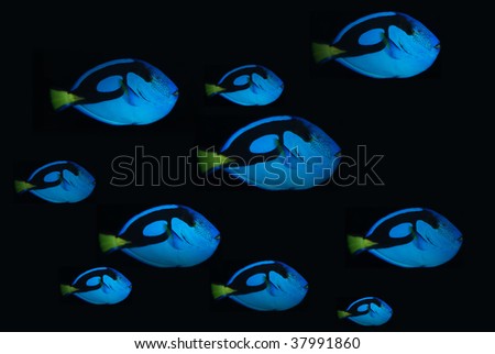 bank of fishes