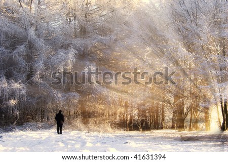 Beautiful frozen forest, with sun rays