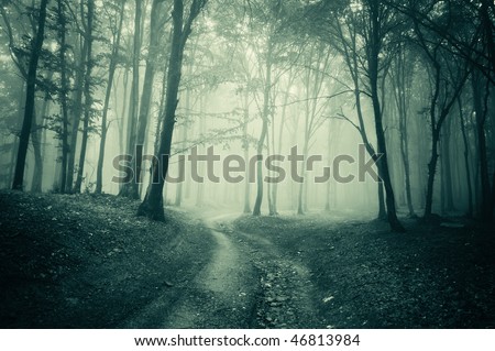 dark forest wallpaper. a dark forest with fog