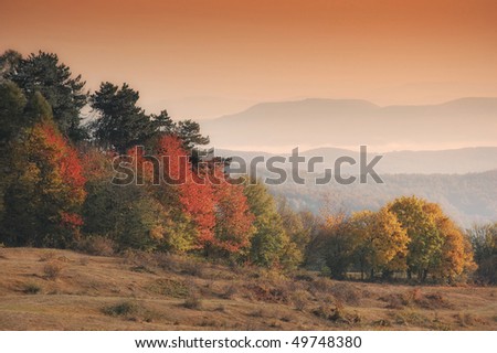 autumn landscape with orange trees in morning light