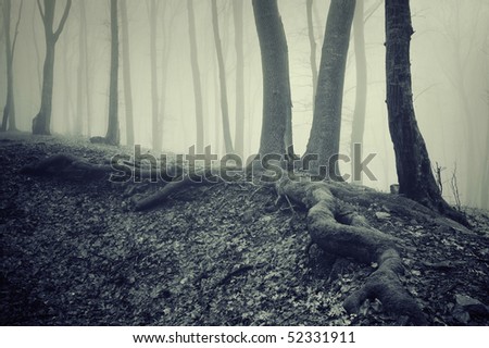 spooky tree with roots in a misty forest