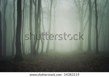 wallpaper dark forest. a dark forest with fog