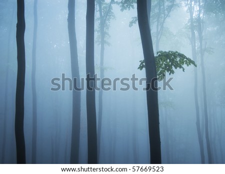tree trunks branch and leafs in a cold forest with fog in the morning