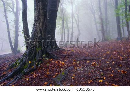 autumn landscape of a forest with fog and colorful leafs