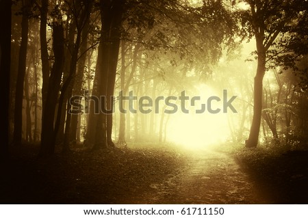 light at the end of a forest road in autumn