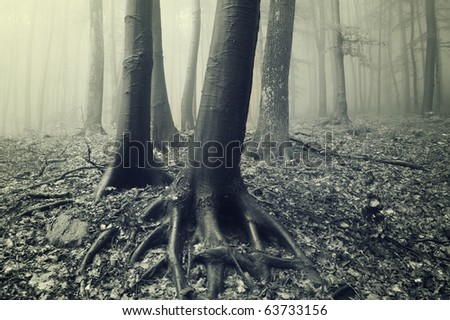 tree trunks and roots in a misty forest