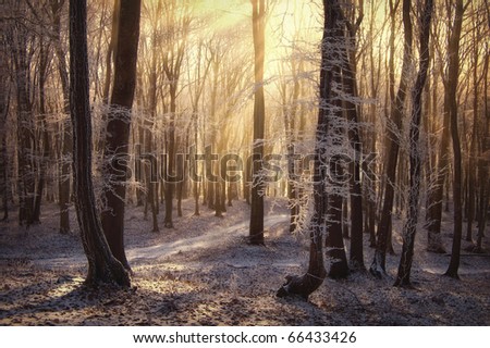 morning sun rays in a forest with frozen trees in winter