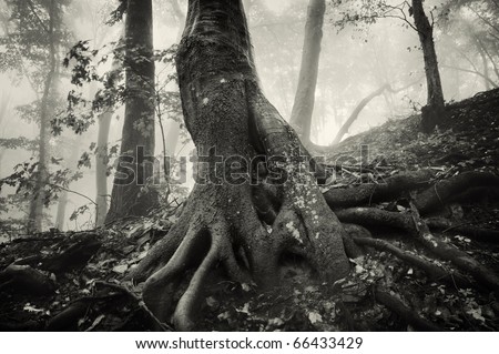 Huge Roots