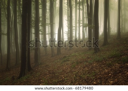 beautiful green forest with fog in evening