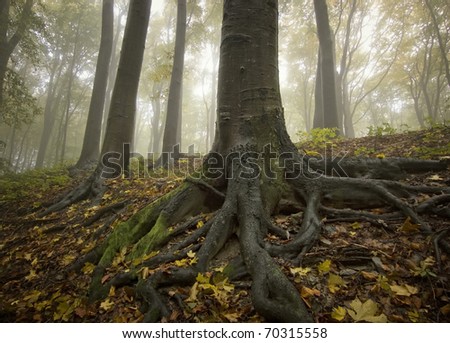 black tree with big roots in a golden forest in autumn