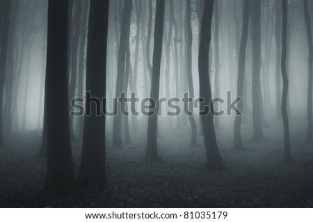 dark forest with fog and cold light