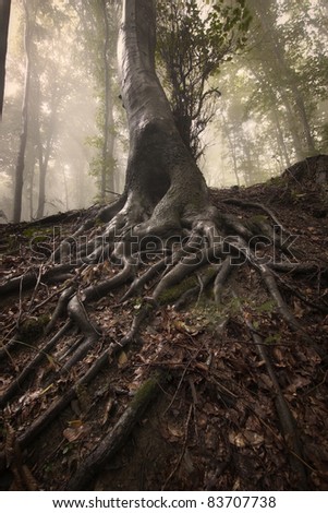 Mysterious roots of a tree in a forest with fog