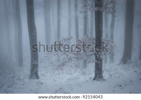 winter with fog in a forest with snow and a tree with orange leafs