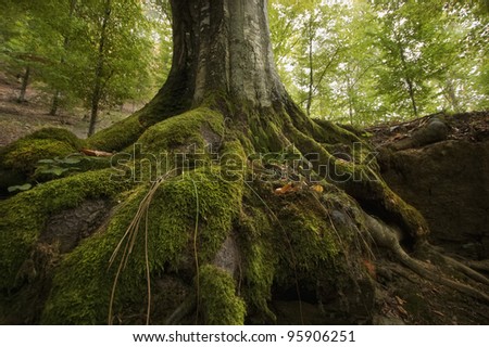 tree with moss on roots in a green forest