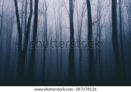 spooky forest night