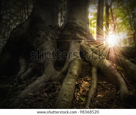 roots in a golden forest at sunset