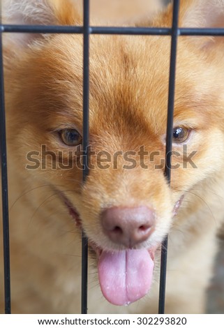 Pomeranian dog in dog cage