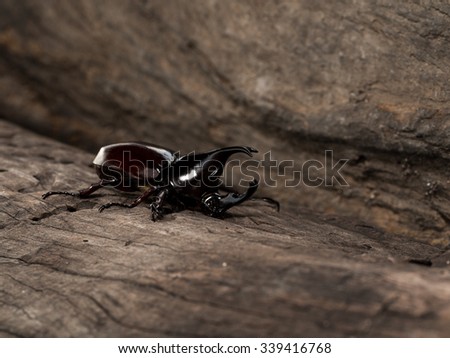 Rhinoceros beetle, Rhino beetle, Hercules beetle, Unicorn beetle, Horn beetle