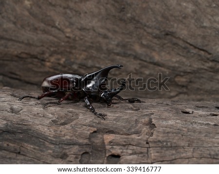 Rhinoceros beetle, Rhino beetle, Hercules beetle, Unicorn beetle, Horn beetle