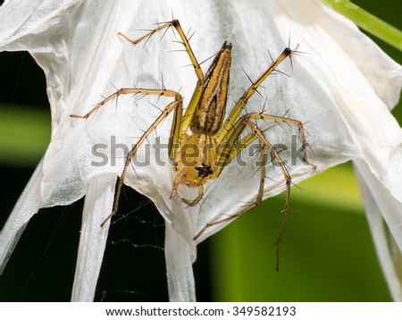 The camouflage of Spider Flower on Spider Lily