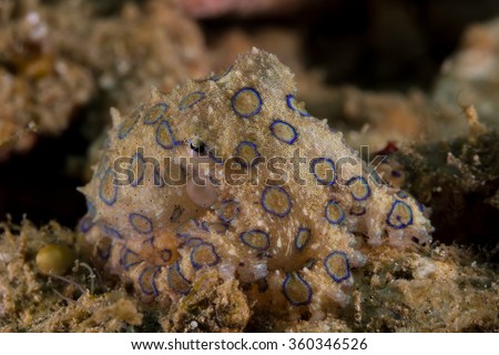 Underwater picture of Blue Ring Octopus