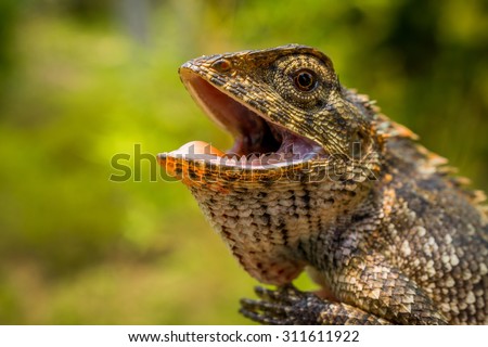 Oriental garden lizard with its mouth open
