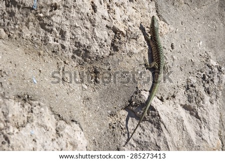 A green spotted lizard on a rock wall for a sun bath.
