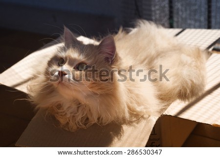 Cesare, a beautiful siberian male cat, and his deep love for boxes.