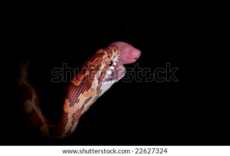 stock photo Juvenile corn snake swallowing a pinkie mouse