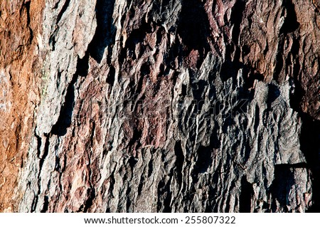 side lit tree bark suitable for adding texture to photos