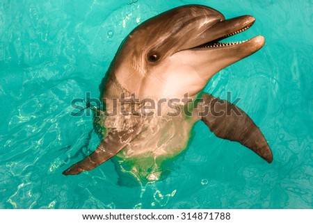 A playful dolphin twisting and jumping out of the water