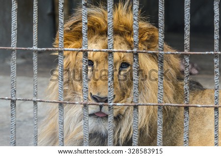 A caged lion with deep sad thouhghtful glance hopelessly looking through the bars